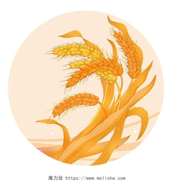 芒种节气麦子收割庄稼耕作传统文化写实作物芒种二十四节气